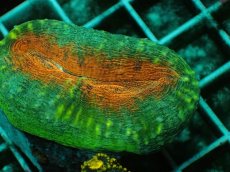 画像2: No.6 マルハナガタサンゴ ツートン (2)