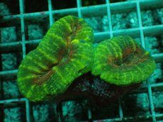 画像1: No.7 マルハナガタサンゴ ツートン (1)