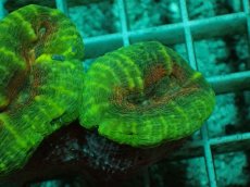 画像2: No.7 マルハナガタサンゴ ツートン (2)