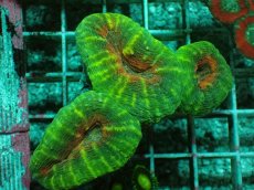 画像1: No.8 マルハナガタサンゴ ツートン (1)