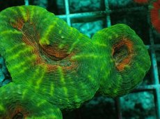 画像2: No.8 マルハナガタサンゴ ツートン (2)