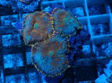 画像1: No.1 オレンジディスクsp (1)