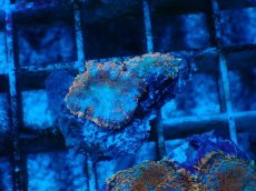 画像1: No.2 オレンジディスクsp (1)