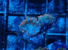 画像2: No.2 オレンジディスクsp (2)