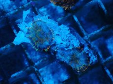 画像1: No.3 オレンジディスクsp (1)