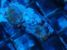 画像2: No.3 オレンジディスクsp (2)