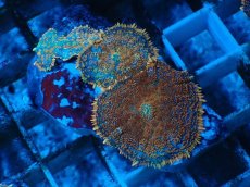 画像1: No.5 オレンジディスクsp (1)