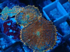 画像2: No.5 オレンジディスクsp (2)