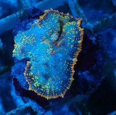 画像1: No.6 オレンジディスクsp (1)