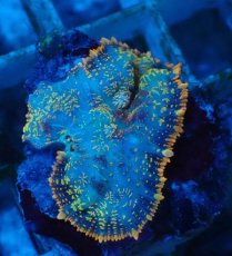 画像2: No.6 オレンジディスクsp (2)