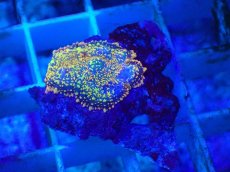 画像1: No.8 オレンジディスクsp (1)