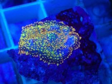 画像2: No.8 オレンジディスクsp (2)