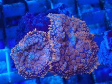 画像1: No.9 オレンジディスクsp (1)