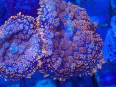 画像2: No.9 オレンジディスクsp (2)