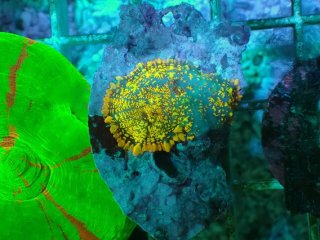 ディスクコーラルを買うならアクアスタイルユー｜大阪からサンゴを全国