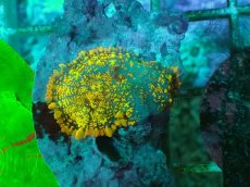 画像2: No.10 オレンジディスクsp (2)