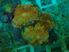 画像1: No.11 オレンジディスクsp (1)