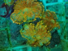 画像2: No.11 オレンジディスクsp (2)