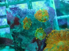 画像2: No.12 オレンジディスクsp (2)