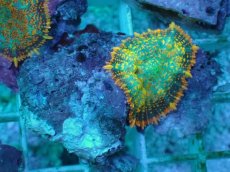 画像1: No.13 オレンジディスクsp (1)