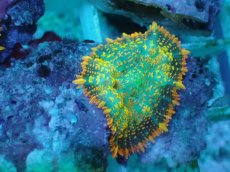 画像2: No.13 オレンジディスクsp (2)