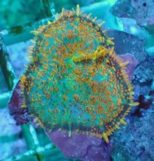 画像1: No.14 オレンジディスクsp (1)