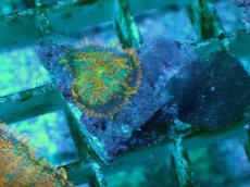 画像1: No.15 オレンジディスクsp (1)