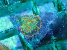 画像2: No.15 オレンジディスクsp (2)