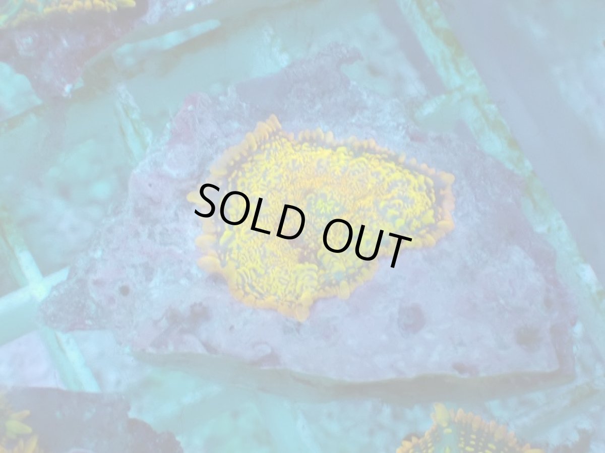 画像1: No.16 オレンジディスクsp (1)