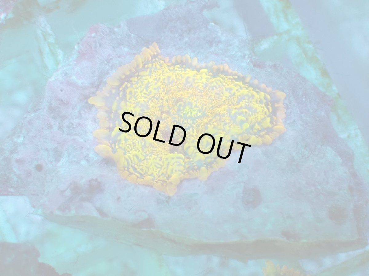 画像2: No.16 オレンジディスクsp (2)