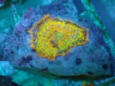 画像2: No.16 オレンジディスクsp (2)