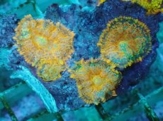 画像1: No.18 オレンジディスクsp (1)