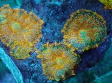 画像2: No.18 オレンジディスクsp (2)