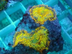 画像1: No.19 オレンジディスクsp (1)