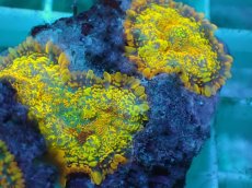 画像2: No.19 オレンジディスクsp (2)