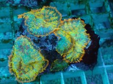 画像1: No.20 オレンジディスクsp (1)