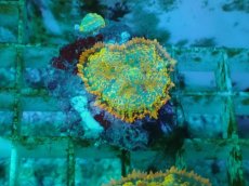 画像1: No.21 オレンジディスクsp (1)