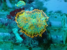 画像2: No.21 オレンジディスクsp (2)