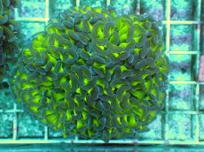 画像1: No.85　ナガレハナサンゴ　ツートン (1)