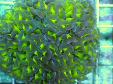 画像2: No.85　ナガレハナサンゴ　ツートン (2)