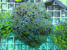 画像1: No.86　ナガレハナサンゴ　ツートン (1)