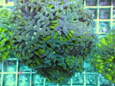 画像2: No.86　ナガレハナサンゴ　ツートン (2)