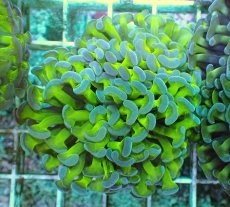 画像2: No.87　ナガレハナサンゴ　ツートン (2)