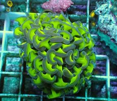 画像1: No.88　ナガレハナサンゴ　ツートン (1)