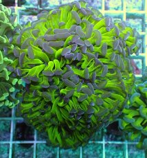 画像1: No.89　ナガレハナサンゴ　ツートン (1)