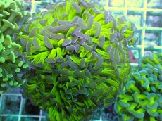 画像2: No.89　ナガレハナサンゴ　ツートン (2)