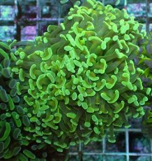 画像1: No.90　ナガレハナサンゴ　ツートン (1)