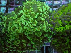 画像2: No.90　ナガレハナサンゴ　ツートン (2)