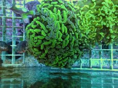 画像1: No.91　ナガレハナサンゴ　ツートン (1)