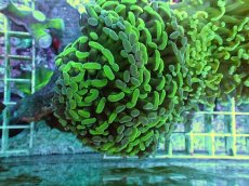 画像2: No.91　ナガレハナサンゴ　ツートン (2)